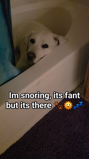 2.4K views · 78 reactions | Im sleepin with my eyes open. Can ya hear me snoring? Its fant but its there  | Rocket, Shadow and SunShine | Facebook