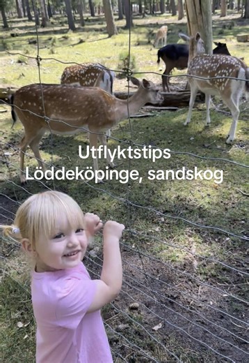 Utflyktstips - Lödde Sandskog. Ett perfekt utflyktsmål året om. Min tjejkompis Alexandra visade oss detta där Dafina bara var några månader och vi har älskat att komma hit sen dess 😍 Knappa in saltviksvägen 37 på gps så hittar man rätt ❤️
