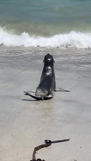 Seal attack in Cape Town yesterday. 👀