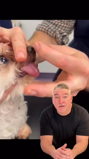 1K views · 28 reactions | Dog owners ignore these small problems until it’s TOO LATE…⚠️ #doghealthtips #dogs #pethealth #pettips #pets #dogtips #usafyp #us #usa #dogstagram | NY Dog Momma | Facebook