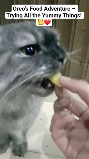 Oreo Tasting Everything – Funny & Adorable Cat Moments 🐾😸