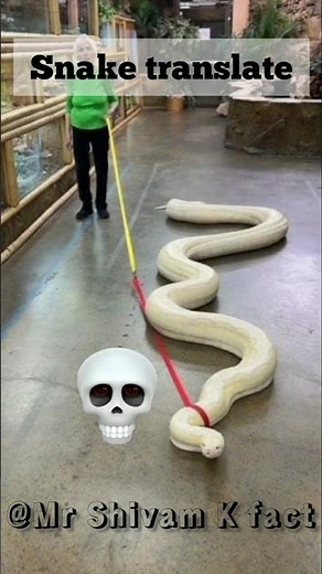snake translate 🐍#shorts #shortsfeed #snake