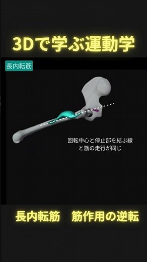 3Dで学ぶ長内転筋・筋作用の逆転 #理学療法 #足病学 #ptタイガー #日本足病学協会