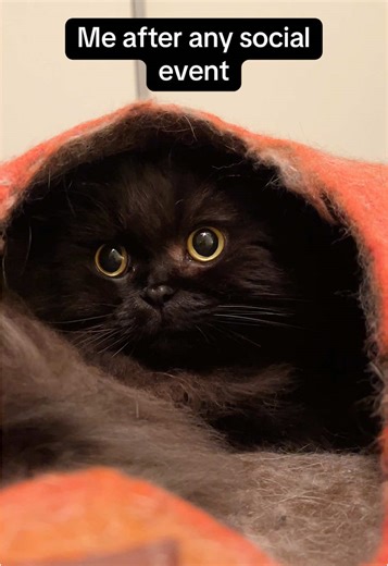 Understanding Self-Care Through Cute Cats
