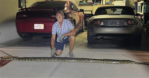 12-foot Burmese python spotted in Charlotte County neighborhood
