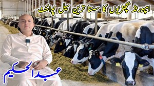 Imported Heifers | Top Quality Heifers | Australian Friesian Bachrian | Jersey Breed Heifer | New Cow baby Video #heifersforsale #heifers #pkjanwarmandi #farmology #dairyfree #dairyfarming #jhangjanwarmandi | Jhang Janwar Mandi