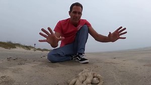 3.9K views · 149 reactions | One of the coolest animals you will ever see and learn about is the octopus. This is the common octopus found in the Gulf of Mexico, and it only lives to be about 1.5 years old. To learn more interesting facts about this amazing creature, tune in to this week's episode of #beachcombing. | Mission-Aransas Reserve | Facebook