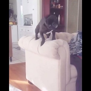 doggos, cattos, pandos all falling over www.instagram.com/neatdoggomemes/ for more doggos | Neat Doggo Memes