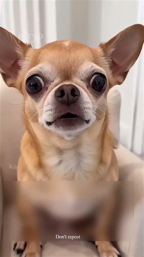 dog bhai ne surf kha liya