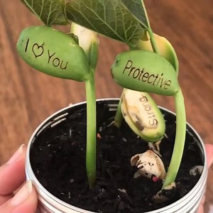 This is what your "magic beans" will look like as they grow. A great gift idea and so many different collections for mums, dads, grandparents, teachers, friends, colleagues MORE! www.beanmeup.com.au | Bean Me Up