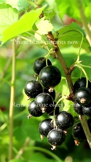 Prune Blackcurrant bushes now!