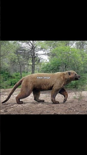 THIS ruled Earth after dinosaurs #extinctanimals