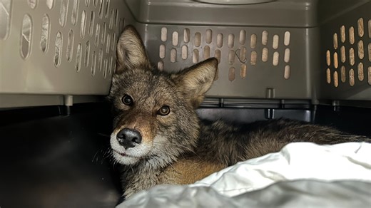 What happened to the coyote pulled from shelf at Chicago Aldi store? The latest update