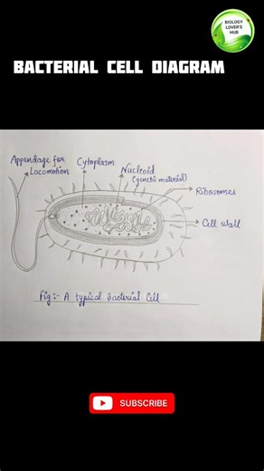 How to Draw Bacterial Cell Diagram in 1 Minute 🦠🔥 #Shorts