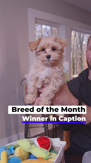 3.1K views · 48 reactions | Maltipoo Puppies | Our Breed of the Month...