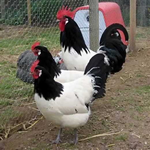 Découvrez la race Lakenvelder : Caractéristiques et Tempérament