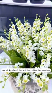 🌸 Fragrant Flowers for the Home 🌸 Bring nature’s perfume indoors! These blooms don’t just look beautiful — they’ll fill your home with refreshing, natural fragrance every day. ✨🌿 👉 Which fragrant flower is your favorite? Comment below & follow for more gardening tips! 🌱 #soiltester #garden #flowers #plants #gardening #plant #flower #gardenlove #gardenlife #plantlover #plantlife #tips | Garden Tips & Tricks