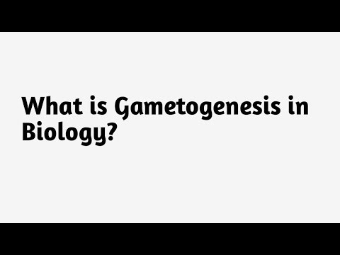 What is Gametogenesis in Biology ?