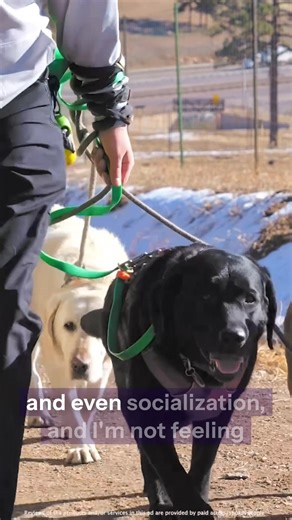 Top Notch Dog Service | Denver Dog