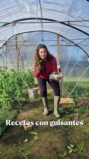 Recetas con guisantes 🫛🫛🫛 Guisante con huevo poché 🫛🥚 - Escaldar los guisantes - Hacer un remolino de agua, echar un chorro de vinagre y añadir el huevo. Cocinar 3 minutos #huerta #guisantes #recetasconguisantes #rutasyrecetas #recetasguisantes