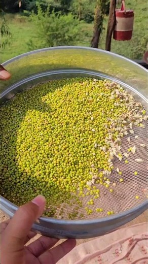 Gujrat Famous Making Of Ponk 😍😍 #foodtechniques01 #shorts