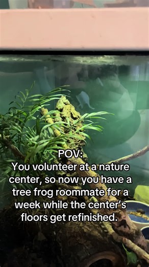 Tree Frog Roommate Experience at Nature Center