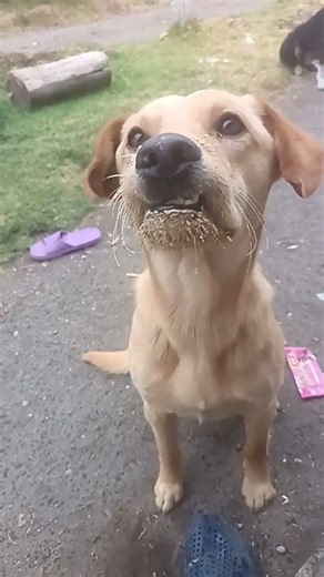 Perro Firulais Hermoso ♥️ #foryouシ #todos #amazonas #fypシ゚ #amazonia #fbreelsfypシ゚viralシ #nature
