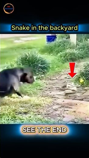 Dog vs Snake: You Won’t Believe What Happens!