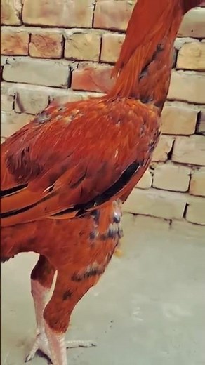 The Bloodline of Champions: Elite Fighting Roosters of Aseel Murga