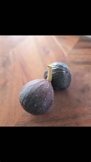 Central West Figs on Instagram: "Negretta ripened at the farm even through the 2 week heat wave 🔥 Irrigation doing its thing 🙌🏻 #figsinaustralia #fig #figsfigsfigs #WaspPollination #BlastophagaPsenes"