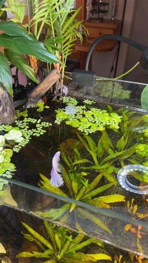 Weekly Betta Feeding Schedule: Tips and Tricks