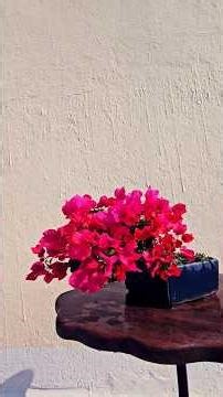 Miniature Marvel: Bougainvillea Shohin in Cascade Form@adityastinytrees#bonsai