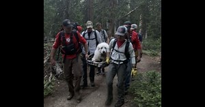 Rescue Group Warns Hikers After Too Many Dogs Collapse: Know Your Pup's Limitations