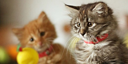 145 Cool Cat Names for Your Fine Feline