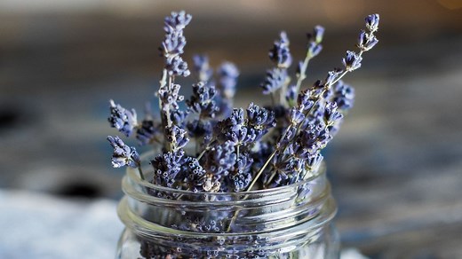 7 remèdes naturels pour éliminer les punaises de lit une bonne fois pour toutes