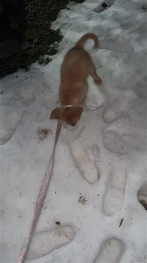 Lucy is SICK of the slushy icy snow making her slip and slide through the yard! We are ready for SPRING! 🌼🌺🌻 #puppy #goldenretriever #dogsoftiktok #snow #winter