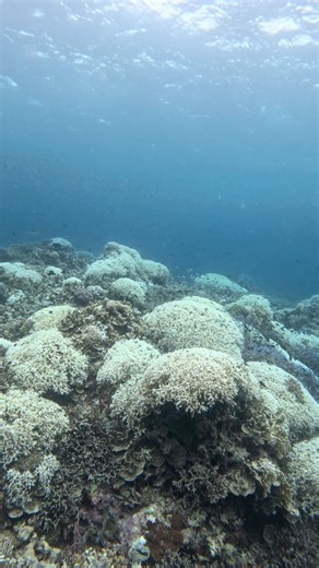 The ravages of coral bleaching Tubbataha 💔 ❤️‍🩹 #coralbleaching | Tubbataha Reefs Natural Park and World Heritage Site