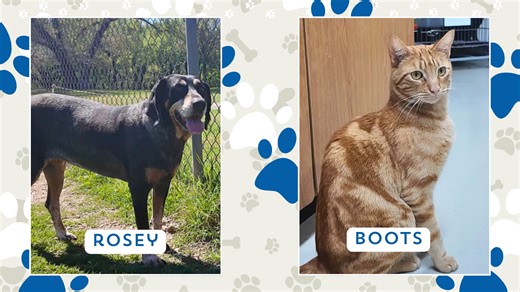 Perfect pet: Meet Rosey and Boots!