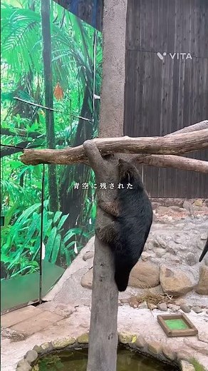 那須サファリパーク🦁 #動物園 #那須高原 #那須塩原 #子供 #那須サファリパーク #那須旅行