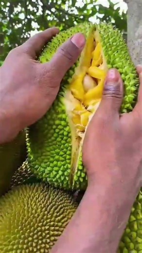 the process of splitting the jackfruit on the tree #shorts