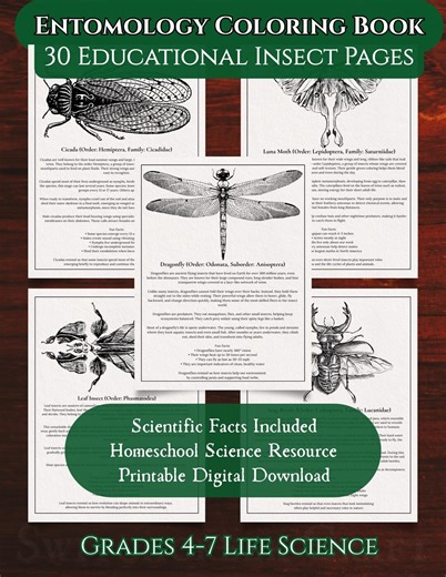 Insect Coloring Pages Printable, Entomology Coloring Book, Homeschool Science Curriculum PDF, Biology Unit Study, Nature Study - Etsy