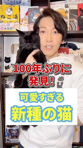 100年ぶりに発見！可愛すぎる新種の猫 #猫 #猫好きさんと繋がりたい #ねこ