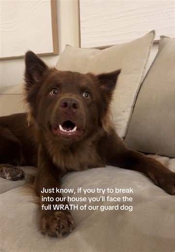 Intimidating Guard Dogs That Keep Your Home Safe