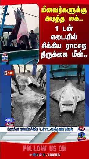Batoids | fish | fisherman | cuddalore