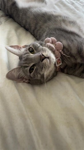 Acting like she just didn’t attack me lol #putty #kitty