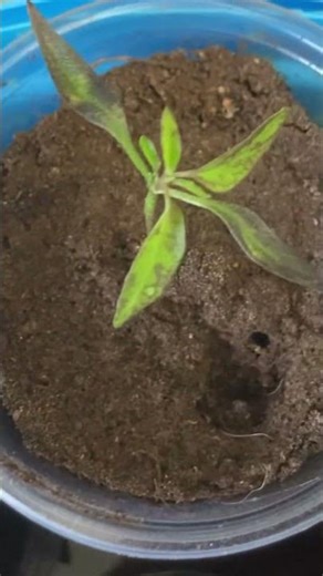 Day 34 🌶️ Purple Chilli Pepper Plants #uk #garden #england #gardening #plants #food