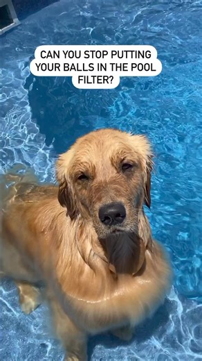 Ready for a fun summer! #summertime #ballie #poolday #pooldog | Hudsonbegood