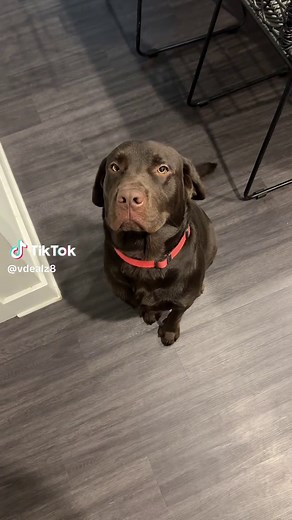 #cutiepie #fyp #chocolatelab #dogsoftiktok
