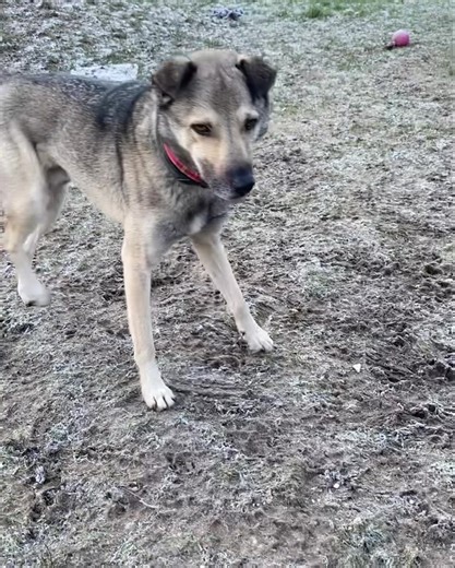 Duke - Our longest Oakwood resident 😔 Dukey boy has now been living in kennels for over 21 and a half months 💔 He still has no current interest. When Duke arrived, he was absolutely terrified of people and was very dog selective. The change in this boy is just huge. Some staff are now able to give him full, all over body fusses and even if we have a new person come and meet him, he will trot right over and take treats out of their hand 💚 Duke is still very nervous and is very sound sensitive 