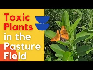 Toxic Plants in the Pasture Horse, Cows and Sheep